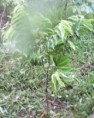 proteccciòn del medio ambiente con doble propòsito