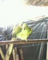 /album/fotogaleria-de-la-granja/loro-jpg/