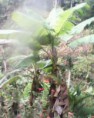/album/fotogaleria-de-la-granja/platano-jpg/