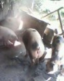 /album/fotogaleria-de-la-granja/marranos-jpg/