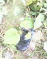 /album/fotogaleria-de-la-granja/uvo-jpg/