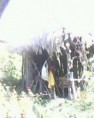 /album/fotogaleria-de-la-granja/coc%c3%aena-jpg/