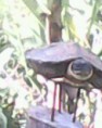 /album/fotogaleria-de-la-granja/terecay-jpg/