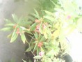 /album/fotogaleria-inicio/mango-jpg/