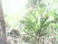 /album/fotogaleria-inicio/platanillo-jpg1/